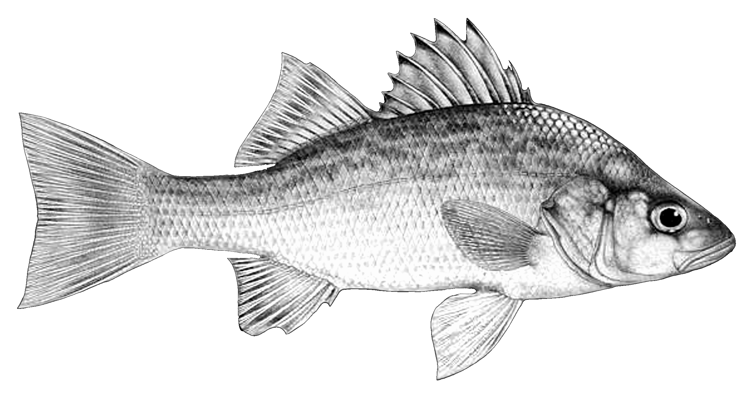 006ST-FISHING.png 006ST-FISHING - Image 1